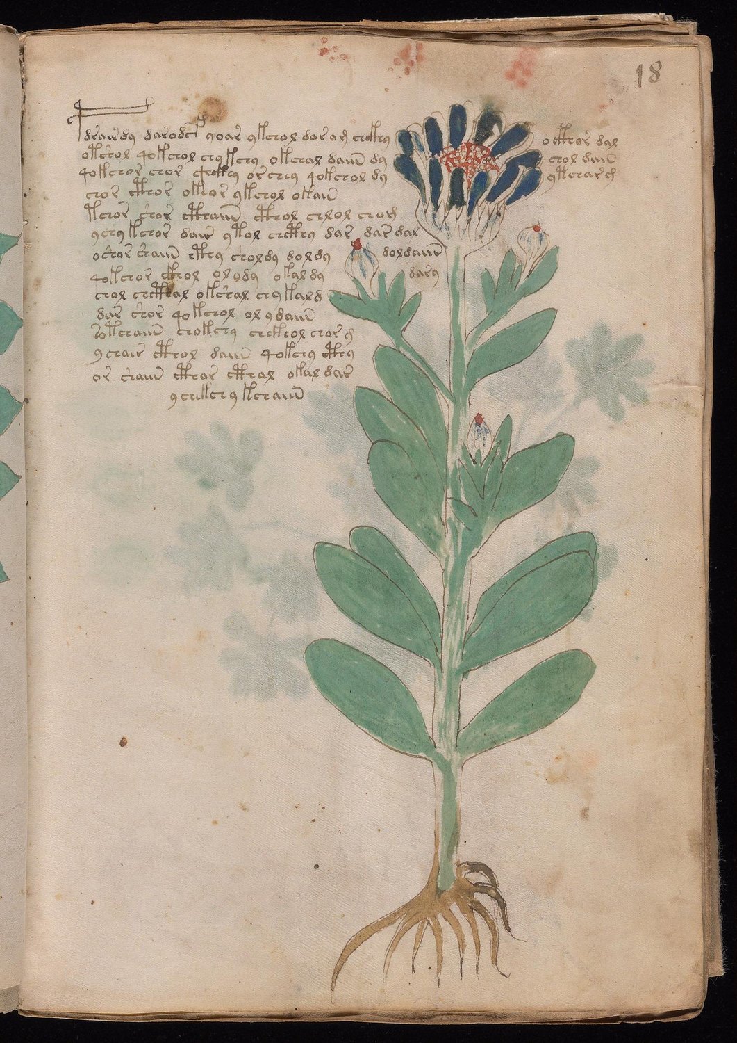 Herbal Page 33